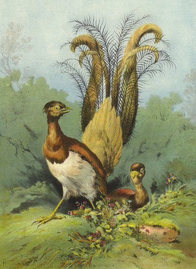 लाइरे बर्ड (क्रोमोलिथो) द्वारा Hector Giacomelli