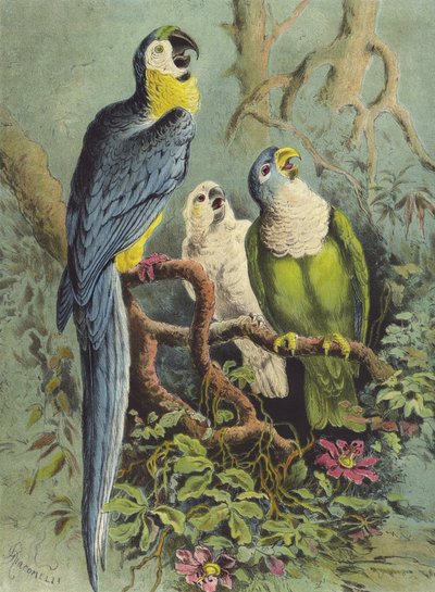 तोते (क्रोमोलिथो) द्वारा Hector Giacomelli