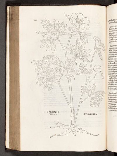 BT3.267.5 p.311 Paeony, उल्लेखनीय लिनहार्ट फ़ुच्स द्वारा, 1542 पौधों टिप्पणियों के इतिहास से द्वारा हेनरिक और मेयर, अल्बर्ट फुलमौरर