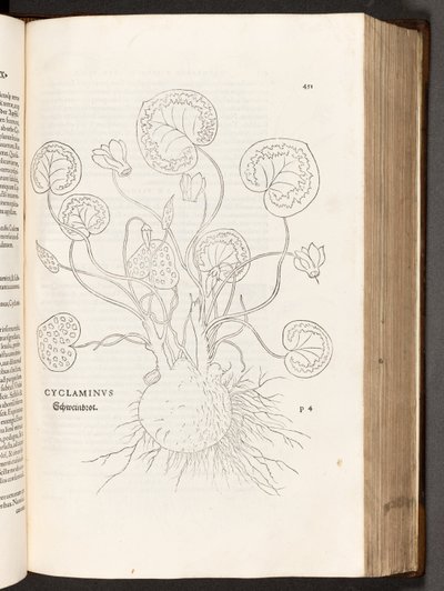 BT3.267.5 p.51 Primrose, उल्लेखनीय लिनहार्ट फ़ुच्स द्वारा, 1542 पौधों टिप्पणियों के इतिहास से द्वारा हेनरिक और मेयर, अल्बर्ट फुलमौरर