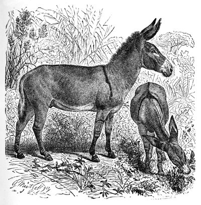अफ्रीकी जंगली गधा, c1900 द्वारा हेलेना जे मगुइरे