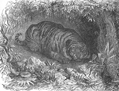 एक के बाद रात के खाने के नाप, c1900 द्वारा हेलेना जे मगुइरे