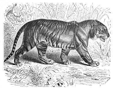 बंगाल टाइगर, c1900 द्वारा हेलेना जे मगुइरे