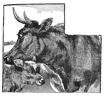 गाय और बछड़ा, c1900 द्वारा हेलेना जे मगुइरे