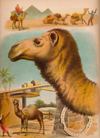 कैमल, c1900 द्वारा हेलेना जे मगुइरे