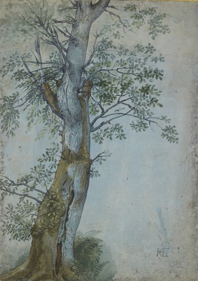 एक पेड़ का अध्ययन, 1597-99 (गहरे भूरे रंग की स्याही में कलम, wc और बॉडी कलर में ब्रश, नीले रंग से सफेद के साथ बढ़े हुए) द्वारा हेंड्रिक गोल्ट्जियस
