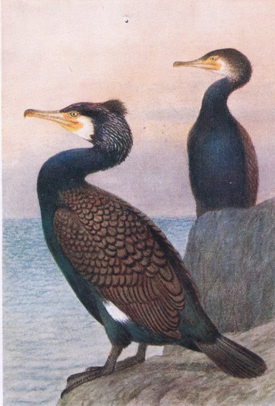 कॉर्मोरेंट, पोस्टकार्ड, 1930 के दशक द्वारा Hendrik Gronvold