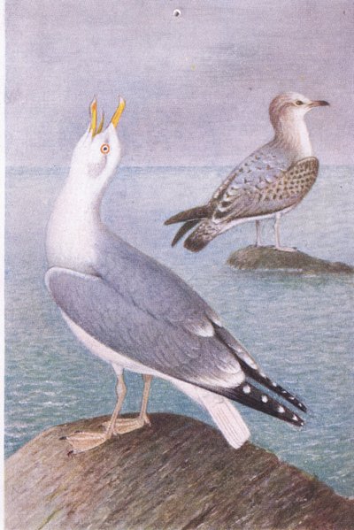 हेरिंग गूल, पोस्टकार्ड, 1930 के दशक द्वारा Hendrik Gronvold