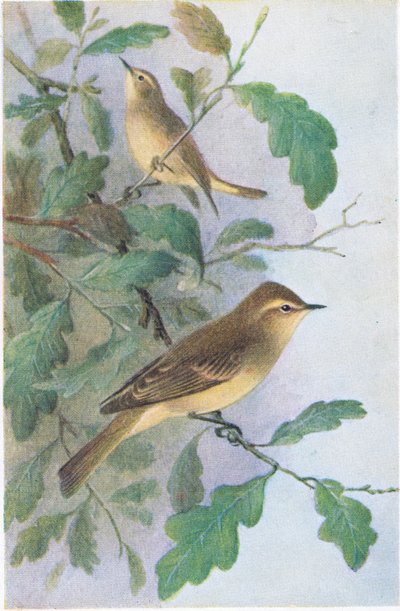 विलो वार्बलर, पोस्टकार्ड, 1930 के दशक द्वारा Hendrik Gronvold