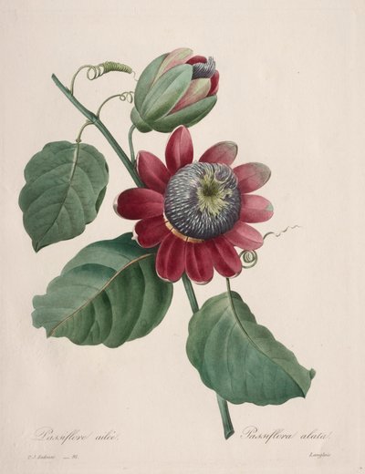 सबसे सुंदर फूलों की पसंद ... सबसे सुंदर फल: पैशनफ्लावर पंख वाले, 1827। द्वारा पियरे जोसेफ रेडाउट