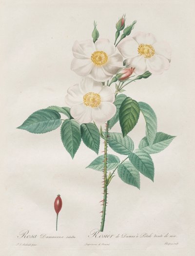 लेस रोज़ेज़: रोजा दमस्कैना, सबालबा, 1817-1824। द्वारा पियरे जोसेफ रेडाउट