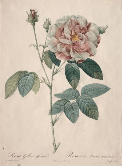 लेस रोज़ेज़: रोजा गैलिका, 1817-1824। द्वारा पियरे जोसेफ रेडाउट