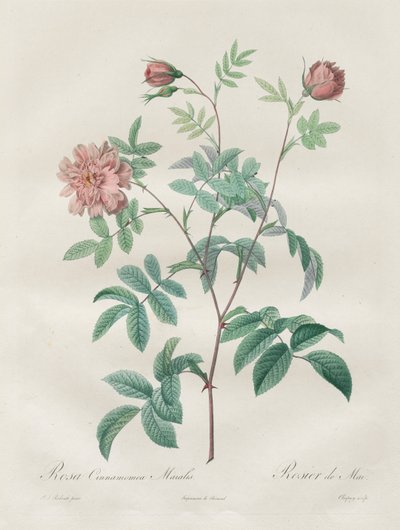 द रोसेस: रोजा सिनामोमिया, 1817-1824। द्वारा पियरे जोसेफ रेडाउट