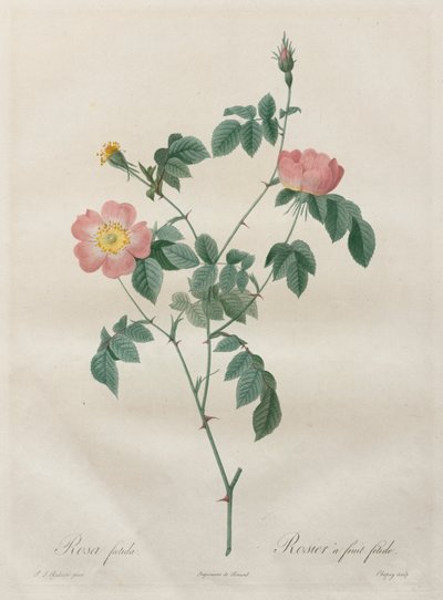 लेस रोज़ेज़: रोजा इंडिका, 1817-1824। द्वारा पियरे जोसेफ रेडाउट
