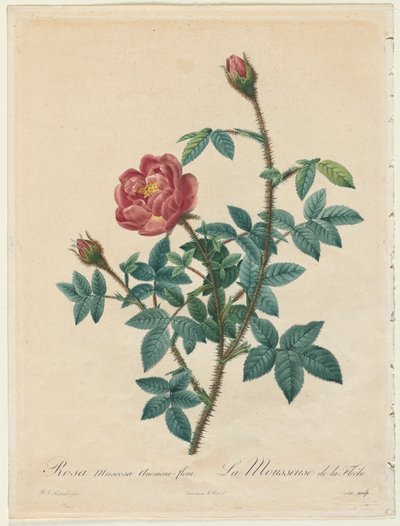 मॉस रोज, 1817-1824। द्वारा पियरे जोसेफ रेडाउट