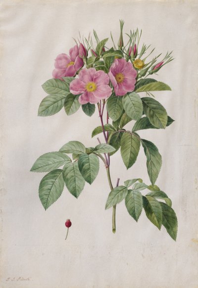 पेस्ट रोज रोजा कैरोलिना कोरिम्बोसा, 1817-1824। द्वारा पियरे जोसेफ रेडाउट