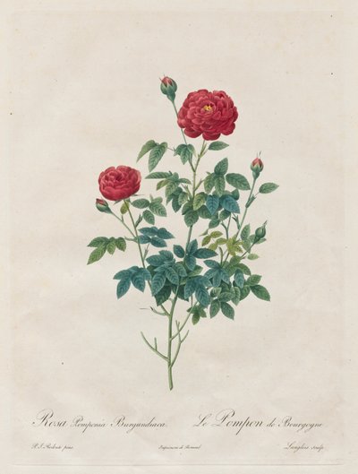 पोम्पोन रोज़, 1817-1824। द्वारा पियरे जोसेफ रेडाउट