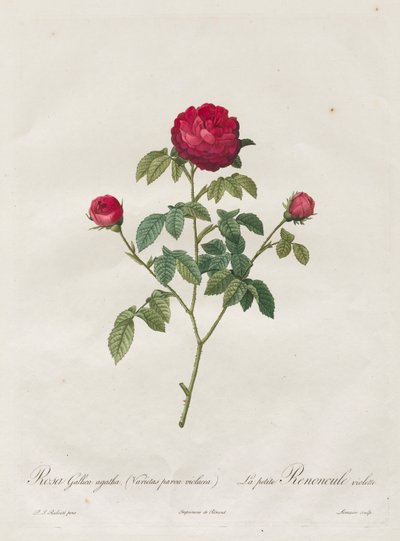 प्रोवेंस या फ्रेंच रोज़, 1817-1824। द्वारा पियरे जोसेफ रेडाउट