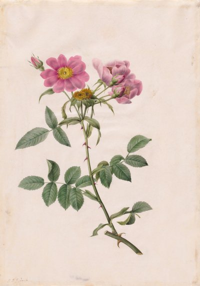 रोजा कोलोनियाना मोन्सोनियाना, 1817-1824। द्वारा पियरे जोसेफ रेडाउट