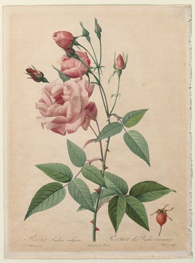द रोज़ेस: चीन या बंगाल रोज, 1817-1824। द्वारा पियरे जोसेफ रेडाउट