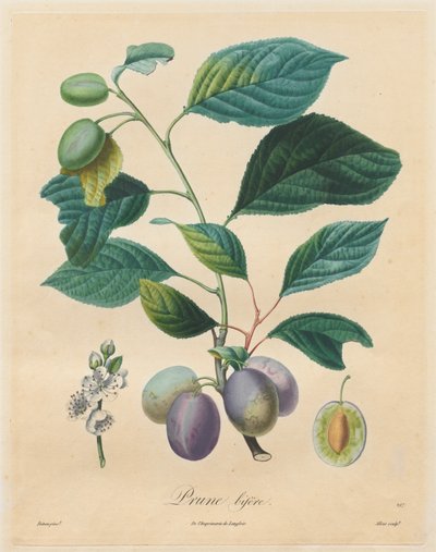 फलों के पेड़ों पर संधि: बेर बाइफ़र, 1808-1835। द्वारा हेनरी लुइस डुहमेल डु मॉन्को