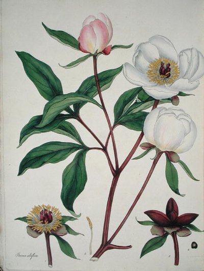 Paeonia Albiflora, 'द बॉटनिस्ट्स रिपोजिटरी' से, 1797 में प्रकाशित हुआ (रंगीन उत्कीर्णन) द्वारा हेनरी एंड्रयूज