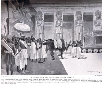 कैंबिस ने पवित्र बैल को मार डाला, &39;हचिन्सन हिस्ट्री ऑफ द नेशंस&39; से चित्रण, c.1910 द्वारा हेनरी चार्ल्स सेपिंग्स राइट