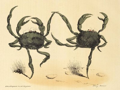 ला कैरिकेचर, पब से शानदार नृत्य। 1831 लिथोग्राफ, 1831। द्वारा हेनरी मोननियर