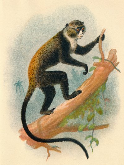 बुउटरलिनिस गर्नोन, 1897 द्वारा हेनरी ऑग फोर्ब्स