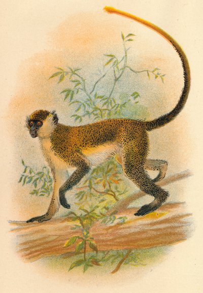 ग्रीन गुयोन, 1897 द्वारा हेनरी ऑग फोर्ब्स