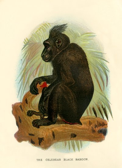 सेलेबियन ब्लैक बैबून, 1896 द्वारा हेनरी ऑग फोर्ब्स