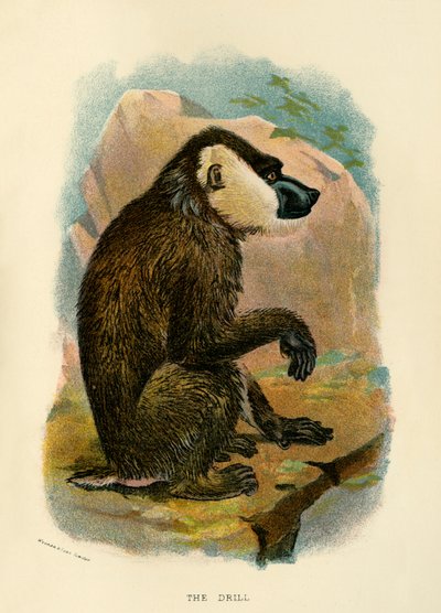 द ड्रिल, 1896 द्वारा हेनरी ऑग फोर्ब्स
