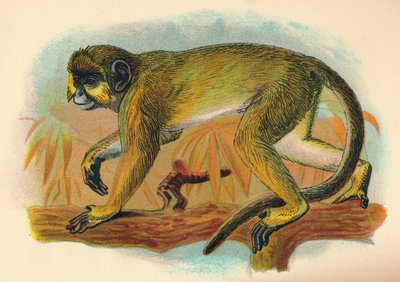द टैलापोन, 1897 द्वारा हेनरी ऑग फोर्ब्स