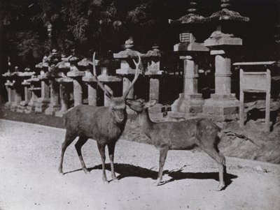हिरण, नारा में एक अध्ययन (बी/डब्ल्यू फोटो) द्वारा हर्बर्ट पोंटिंग