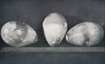 केप क्रेज़ियर, 1911, 1913 से सम्राट पेंगुइन अंडे द्वारा हर्बर्ट पोंटिंग