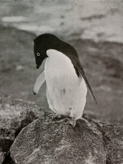 आई डोंट केयर व्हाट बिकाम्स ऑफ मी, c19101913, 1913 द्वारा हर्बर्ट पोंटिंग