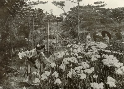 एक आइरिस गार्डन में, 1910। द्वारा हर्बर्ट पोंटिंग