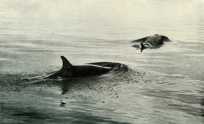 किलर व्हेल्स राइजिंग टू ब्लो, c19101913, 1913 द्वारा हर्बर्ट पोंटिंग