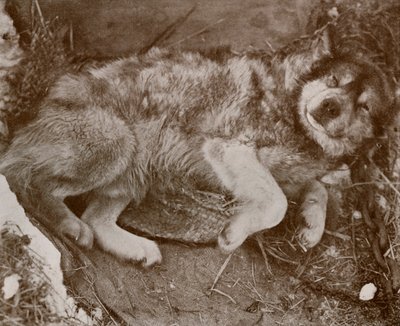 स्ट्रिक मलिंगरिंग, c19101913, 1913 द्वारा हर्बर्ट पोंटिंग