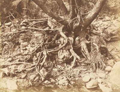 जड़ों की उलझन वाला पेड़, 1853। द्वारा ह्यूग ओवेन