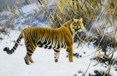 टाइगर इन ए विंटर लैंडस्केप द्वारा ह्यूगो तूफान
