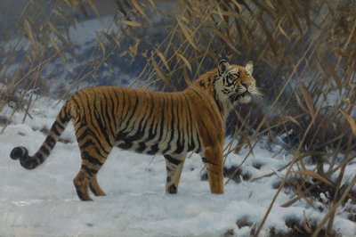 "" अन टाइग्रे डान्स ला नेगे "" (बर्फ में एक बाघ) ह्यूगो अनगेविटर द्वारा पेंटिंग (1869-1944) 1912 निजी संग्रह द्वारा ह्यूगो तूफान