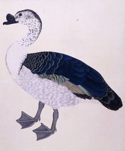 ए कंब डक, c.1800 द्वारा इंडियन स्कूल