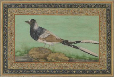 एक स्पॉटेड फोर्केल (कागज पर अपारदर्शी जल रंग और सोना) द्वारा इंडियन स्कूल