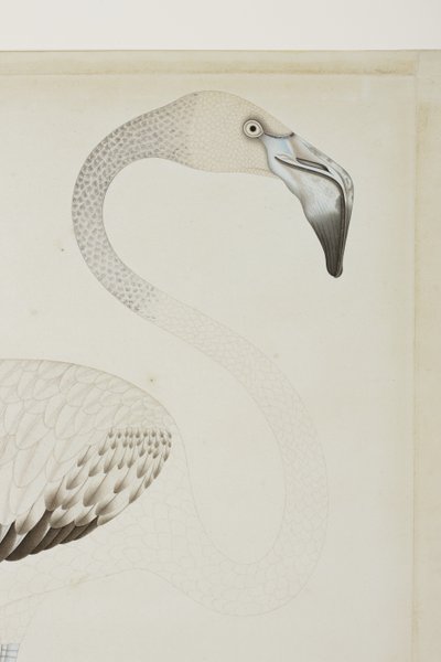 एक राजहंस, विस्तार, c.1780 (कागज पर अपारदर्शी wc) द्वारा इंडियन स्कूल