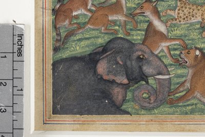 जैकल का विवरण जो खुद को राजा कहते हैं, c.1560-65 (कागज़ पर अपारदर्शी wc और सोना) द्वारा इंडियन स्कूल