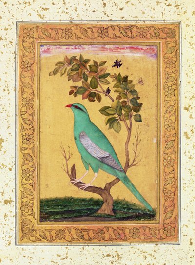 ग्रीन बर्ड, मुगल द्वारा इंडियन स्कूल