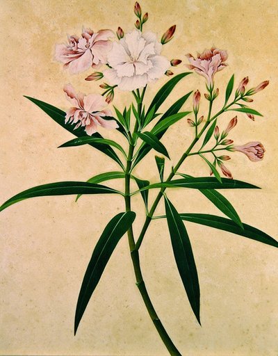 ओलियंडर, c.1840 (गौचे) द्वारा इंडियन स्कूल