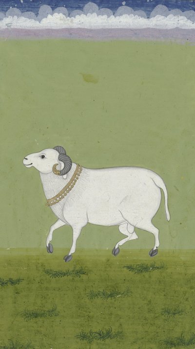 गोल्डन कॉलर के साथ राम, 1700-1799 द्वारा इंडियन स्कूल