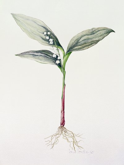 लिली ऑफ द वैली, 1995 (wc) द्वारा Iona Hordern